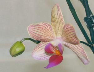 2013-02-10-orchidee-2.jpg