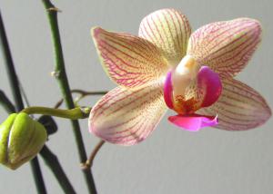 2013-02-10-orchidee.jpg