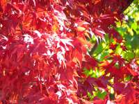 Schnappschuss in die Herbstblätter