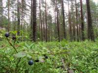 Heidelbeeren soweit das Auge reicht