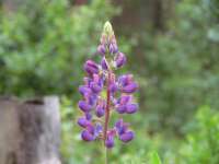 Nahaufnahme Lupine
