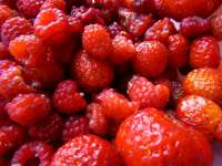 Beeren (2015)