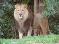 Löwe; Zoo Basel