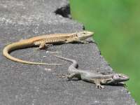 Eidechsen; Machico, Madeira (2018)