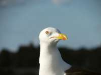 Möwe; Stockholm (2015)