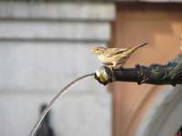 Sperling (?); Solothurn (2017)